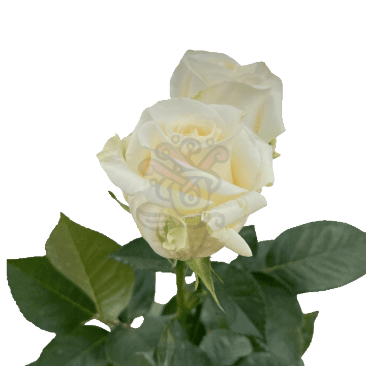 Creme De La Creme Roses Cream 3