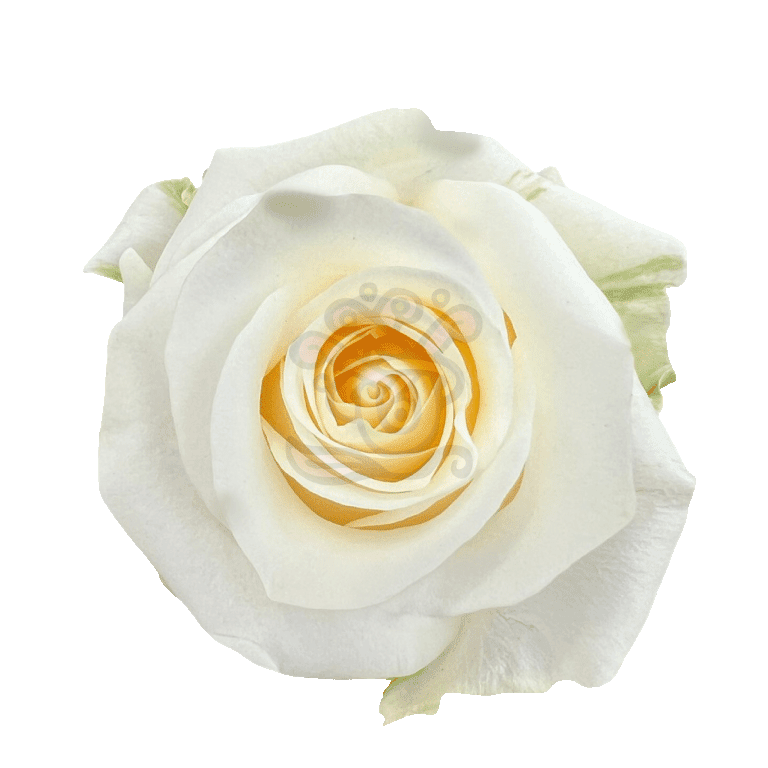 Creme De La Creme Roses Cream