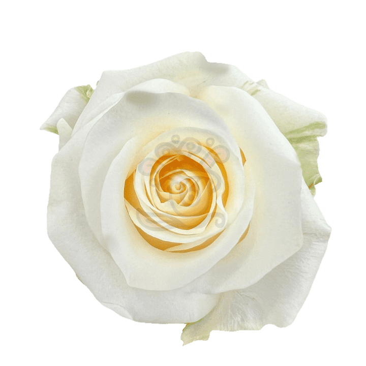 Creme De La Creme Roses Cream