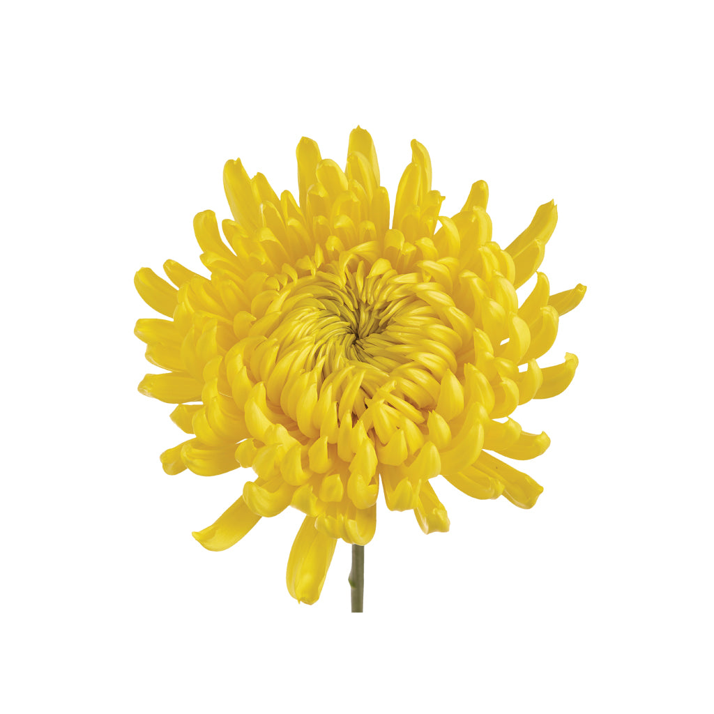 Cremons Mums Yellow • Asiri Blooms