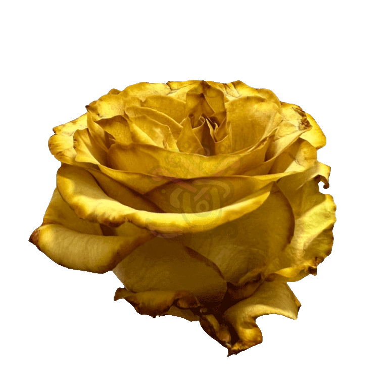Crispy Leaf Tinted Roses 2