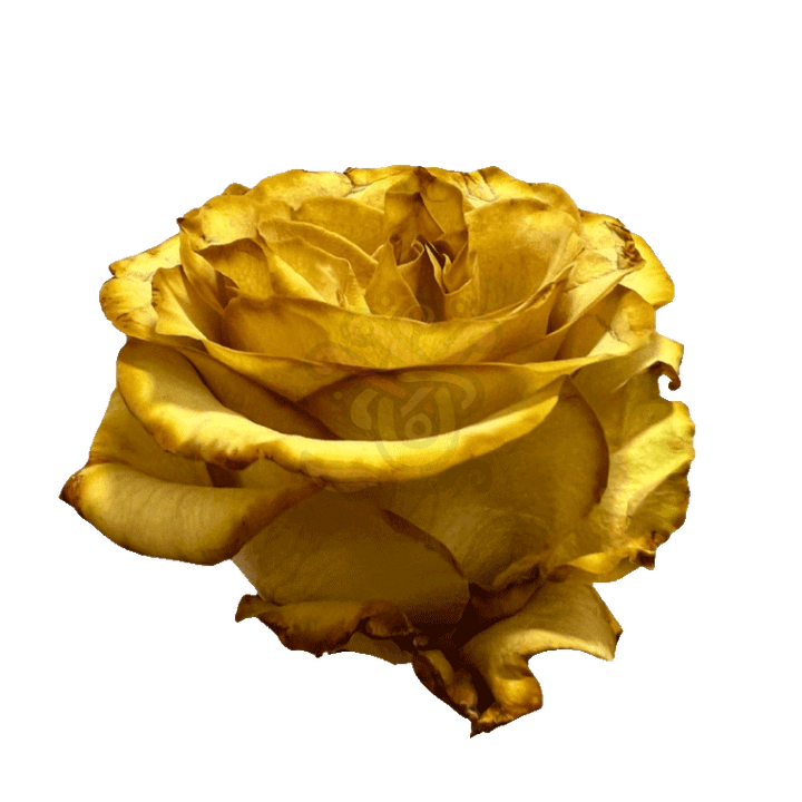 Crispy Leaf Tinted Roses 2