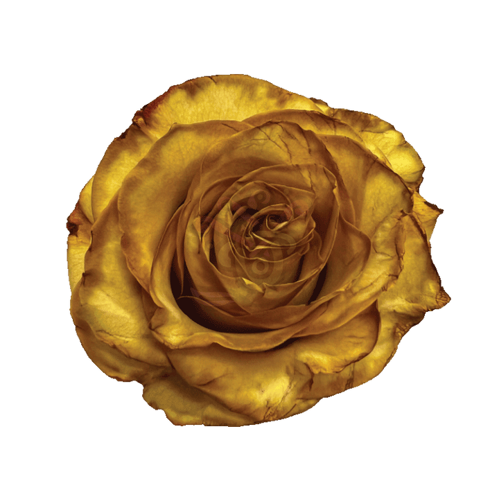 Crispy Leaf Tinted Roses