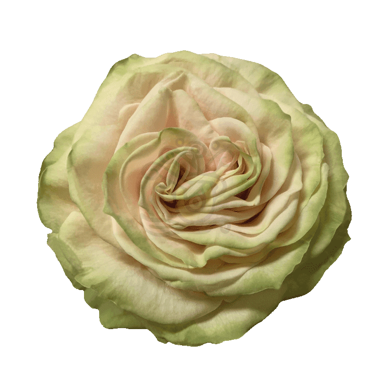 Cute Enigma Roses Cream 2