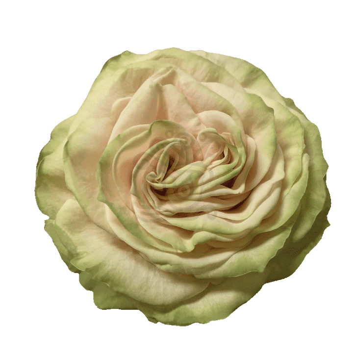 Cute Enigma Roses Cream 2