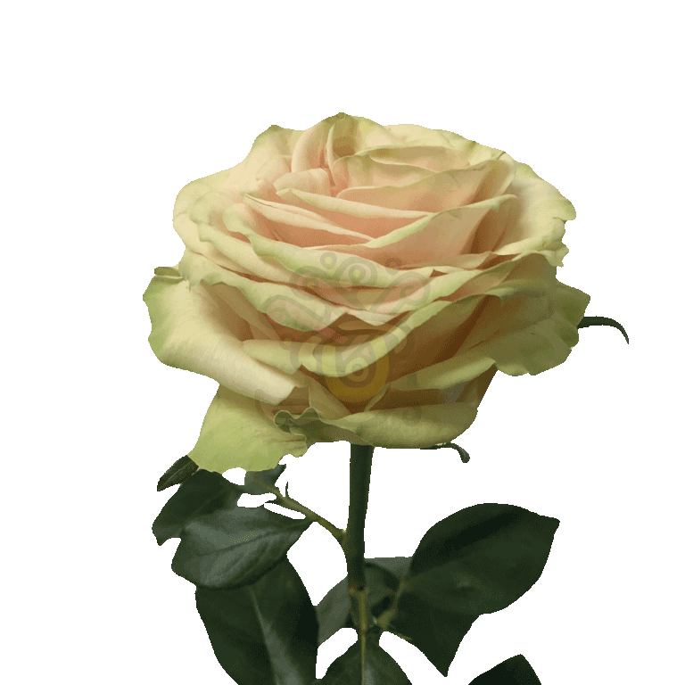 Cute Enigma Roses Cream 3