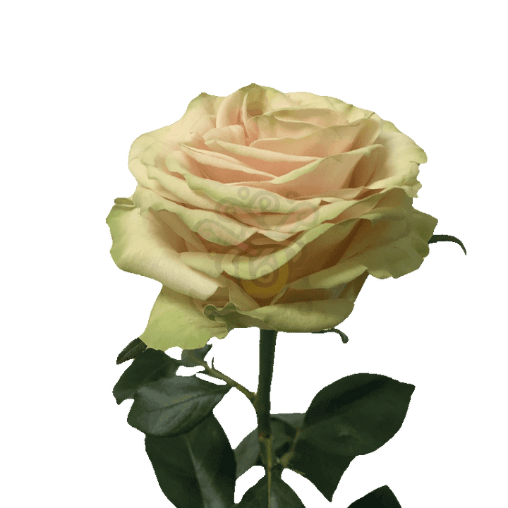 Cute Enigma Roses Cream 3
