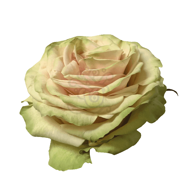 Cute Enigma Roses Cream