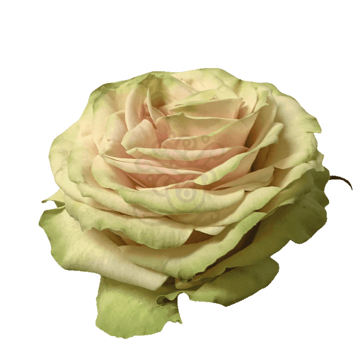 Cute Enigma Roses Cream