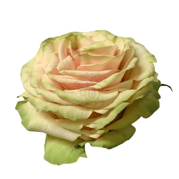 Cute Enigma rose head in cream, grown in Ecuador by Asiri Blooms