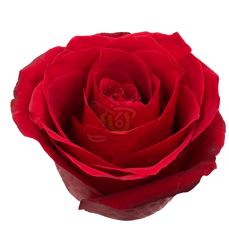 Dallas Roses Red 2