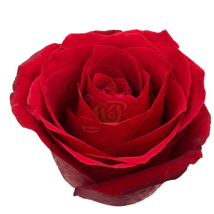 Dallas Roses Red 2