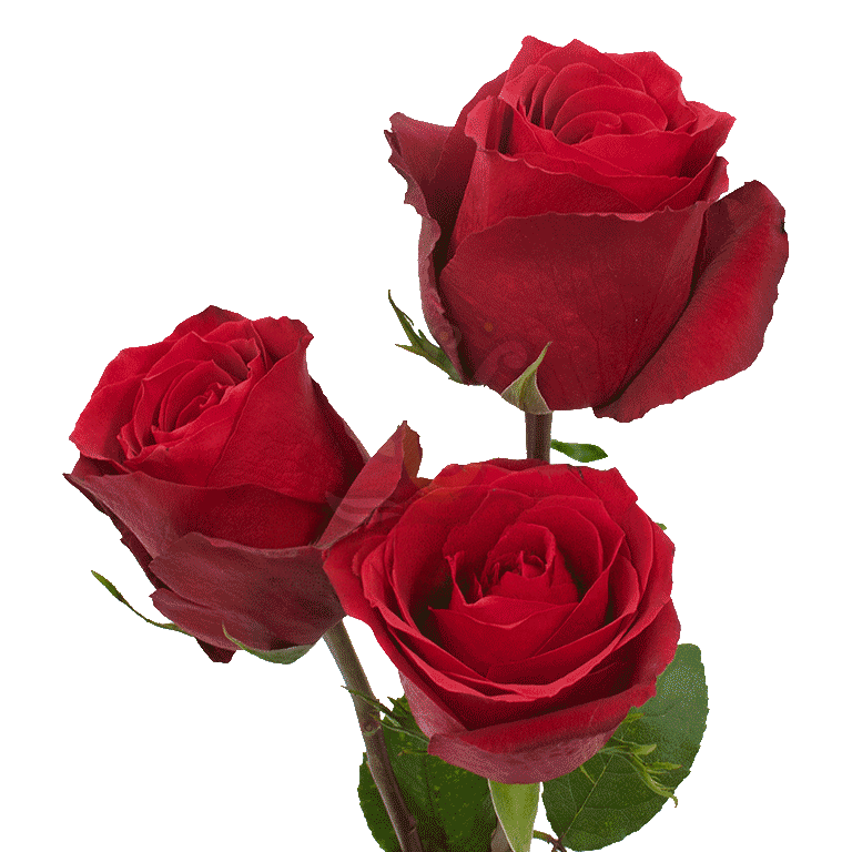 Dallas Roses Red 3