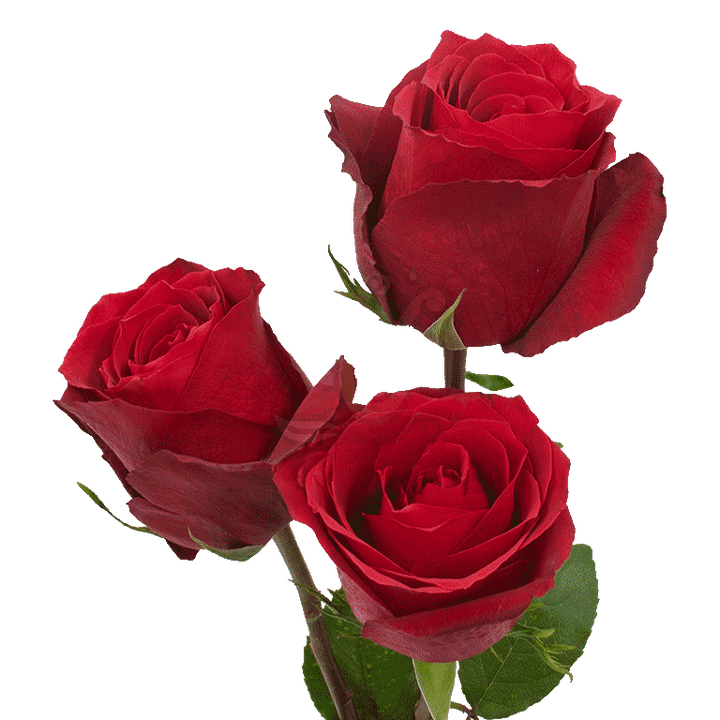 Dallas Roses Red 3