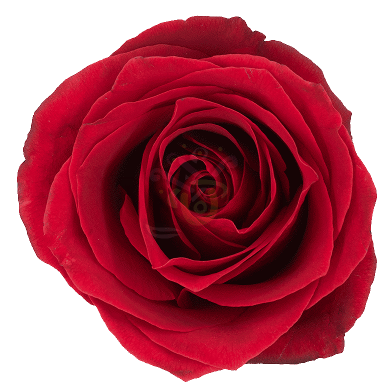 Dallas Roses Red