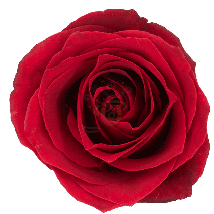 Dallas Roses Red
