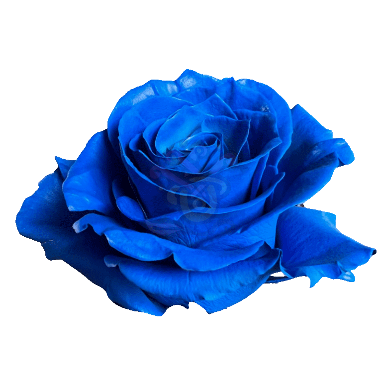 Dark Blue Tinted Roses 2