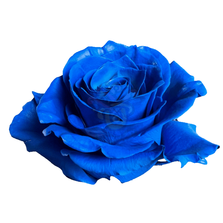 Dark Blue Tinted Roses 2