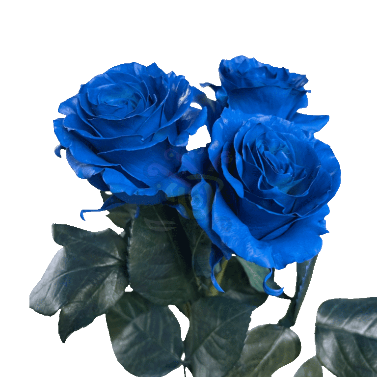 Dark Blue Tinted Roses 3