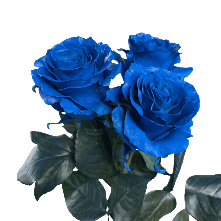 Dark Blue Tinted Roses 3