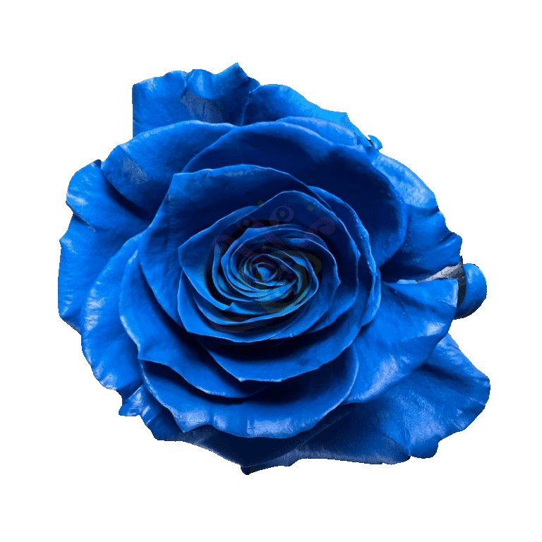 Dark Blue Tinted Roses