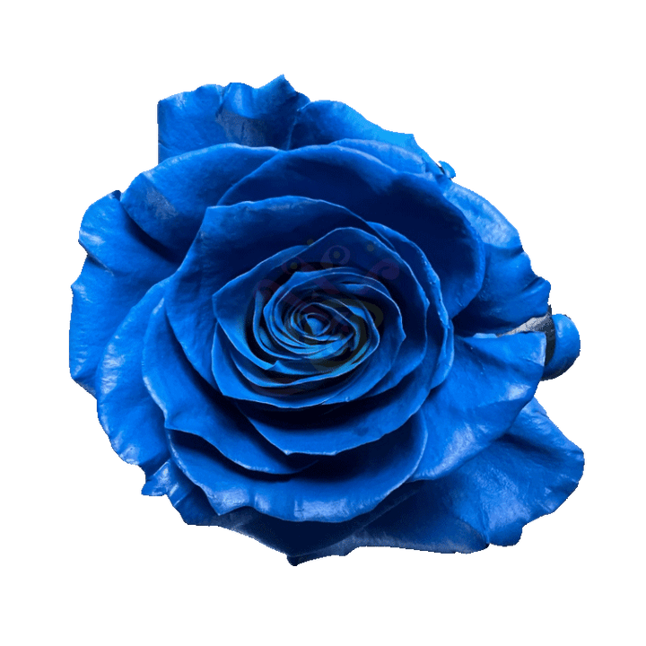 Dark Blue Tinted Roses