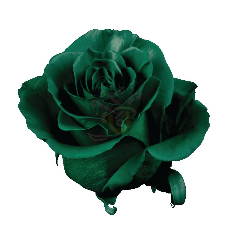 Dark Green Tinted Roses 2