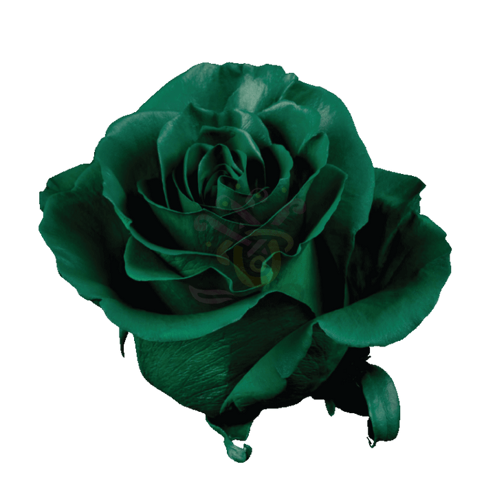 Dark Green Tinted Roses 2