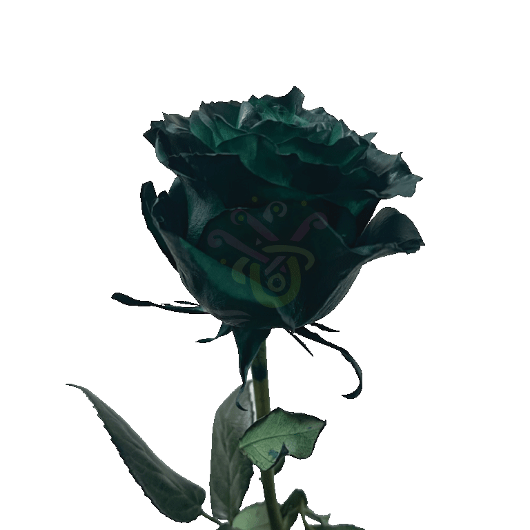 Dark Green Tinted Roses 3