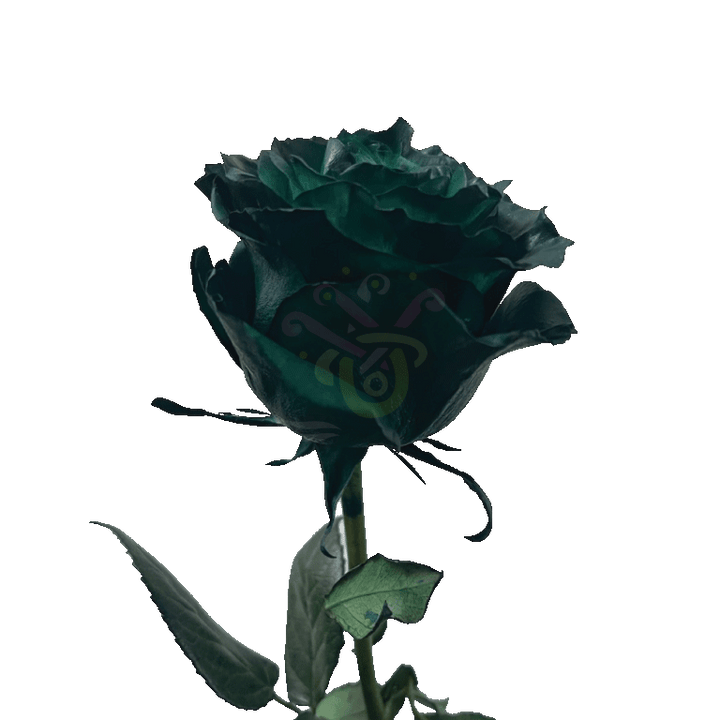 Dark Green Tinted Roses 3
