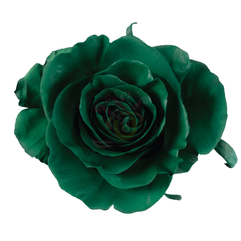 Dark Green Tinted Roses