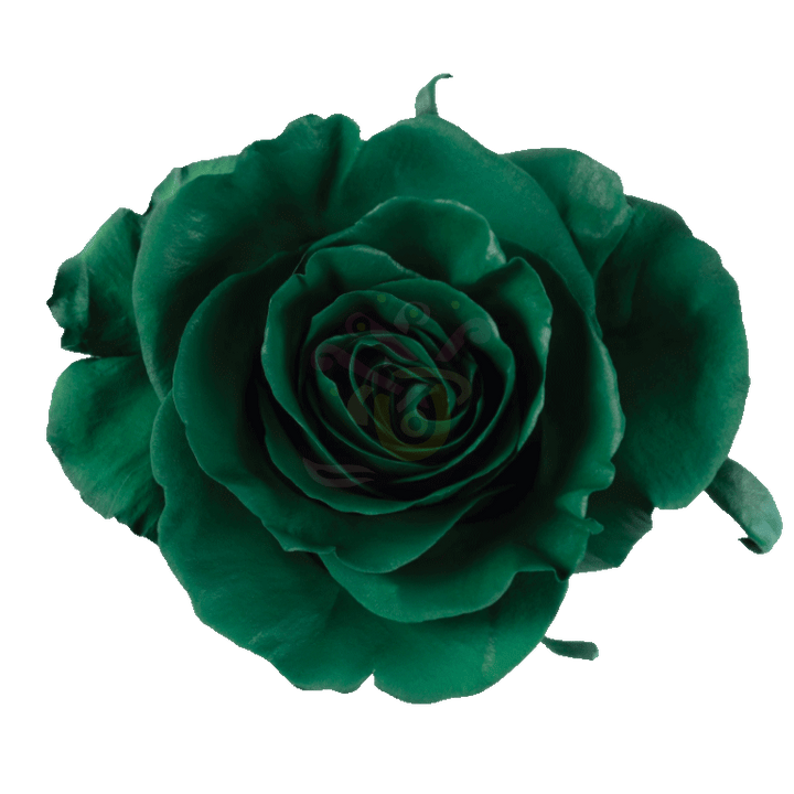 Dark Green Tinted Roses