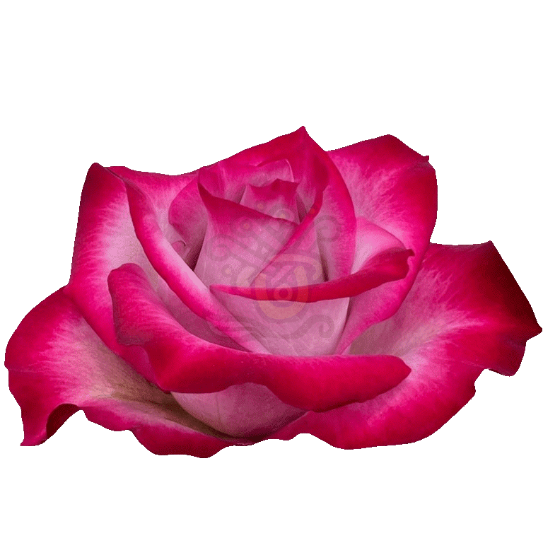 Deep Purple Roses Lavender 2