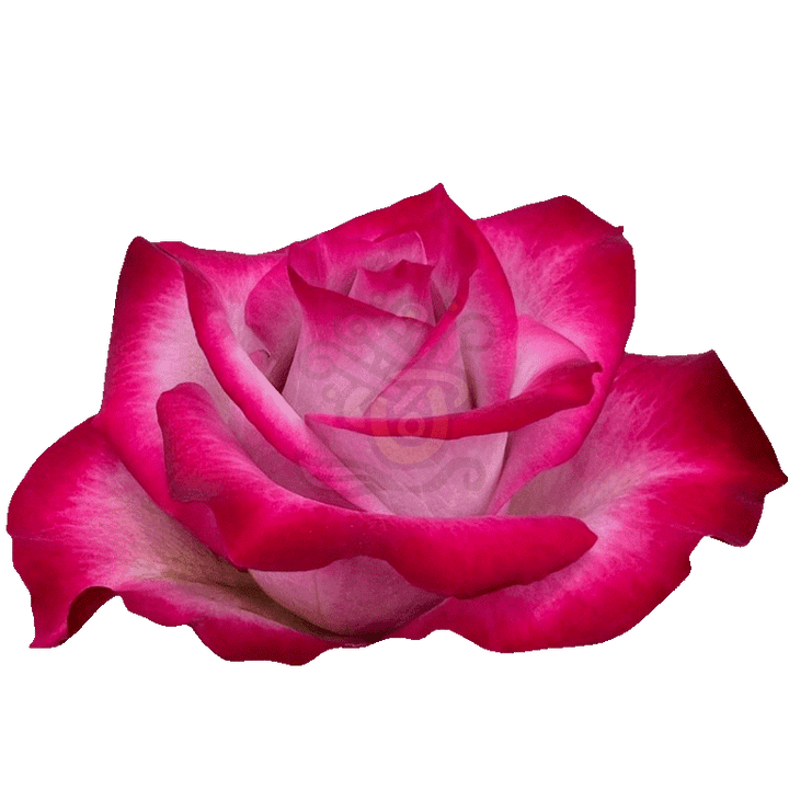 Deep Purple Roses Lavender 2