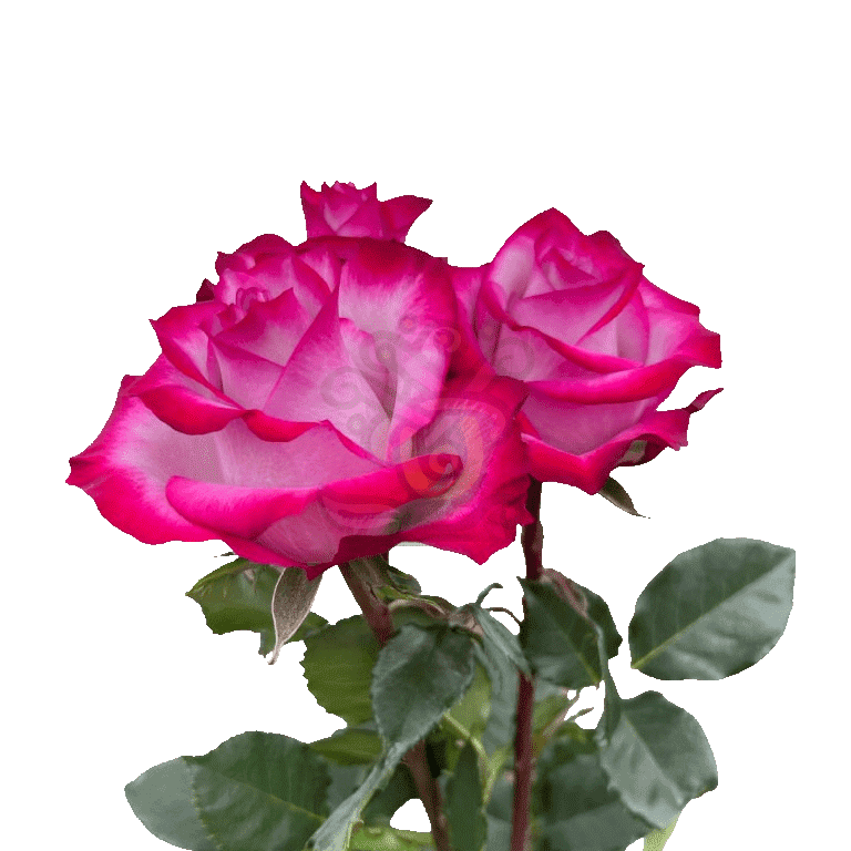 Deep Purple Roses Lavender 3