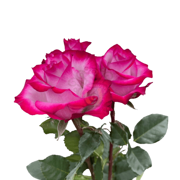 Deep Purple Roses Lavender 3