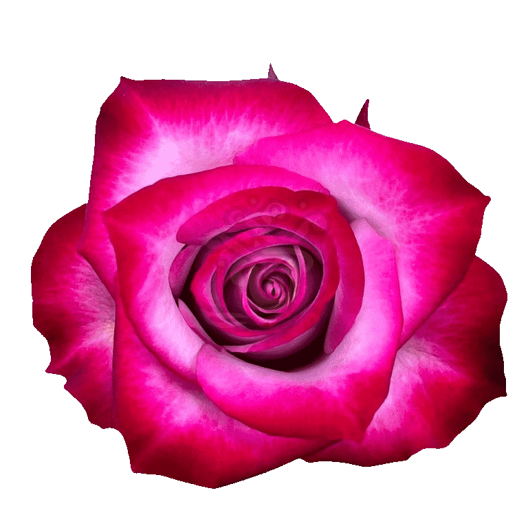 Deep Purple Roses Lavender