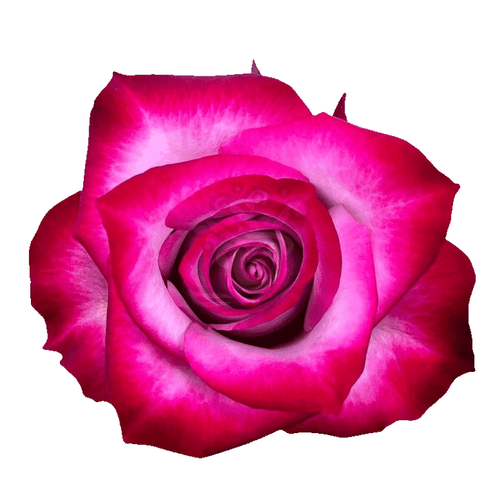 Deep Purple Roses Lavender