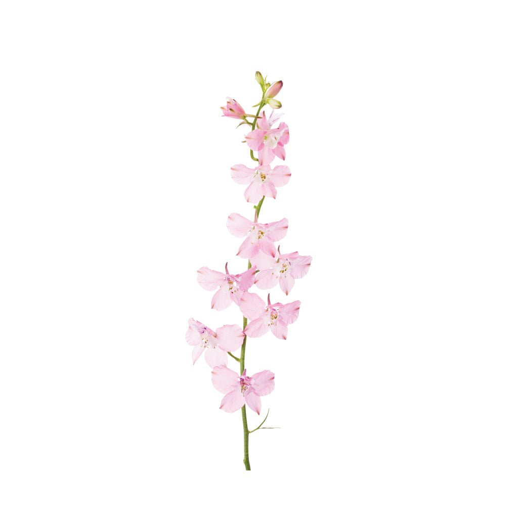 Delphinium Pink Planet • Asiri Blooms