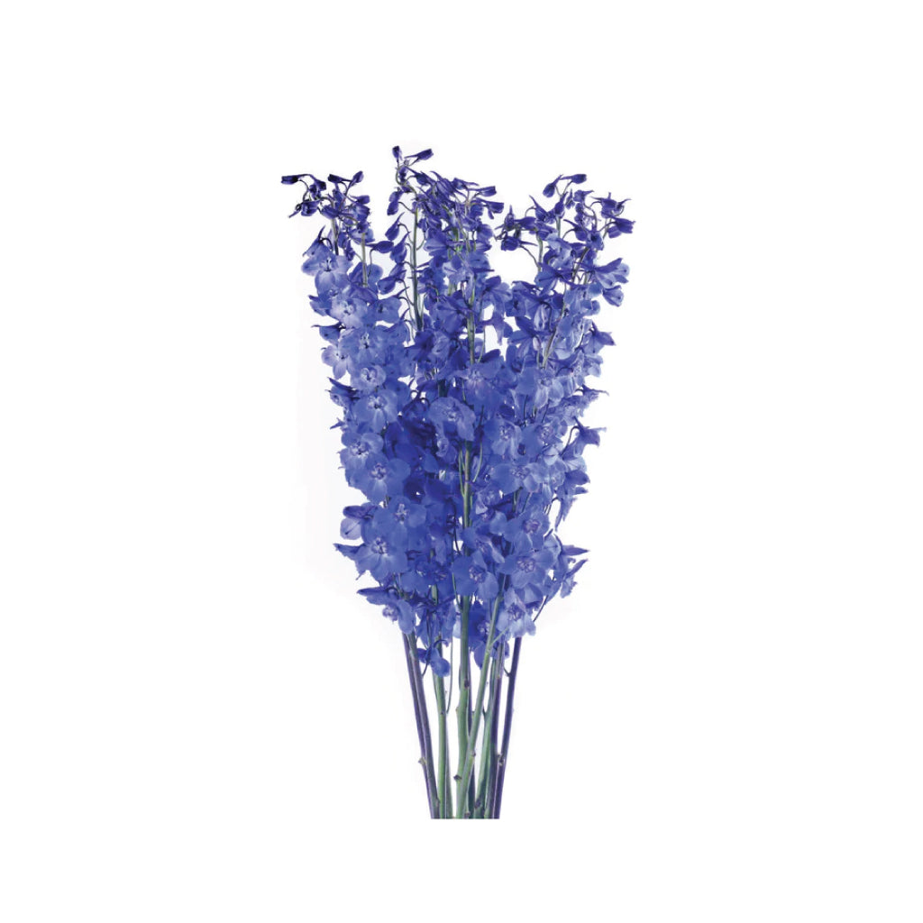 Delphinium Sea Waltz Blue • Asiri Blooms