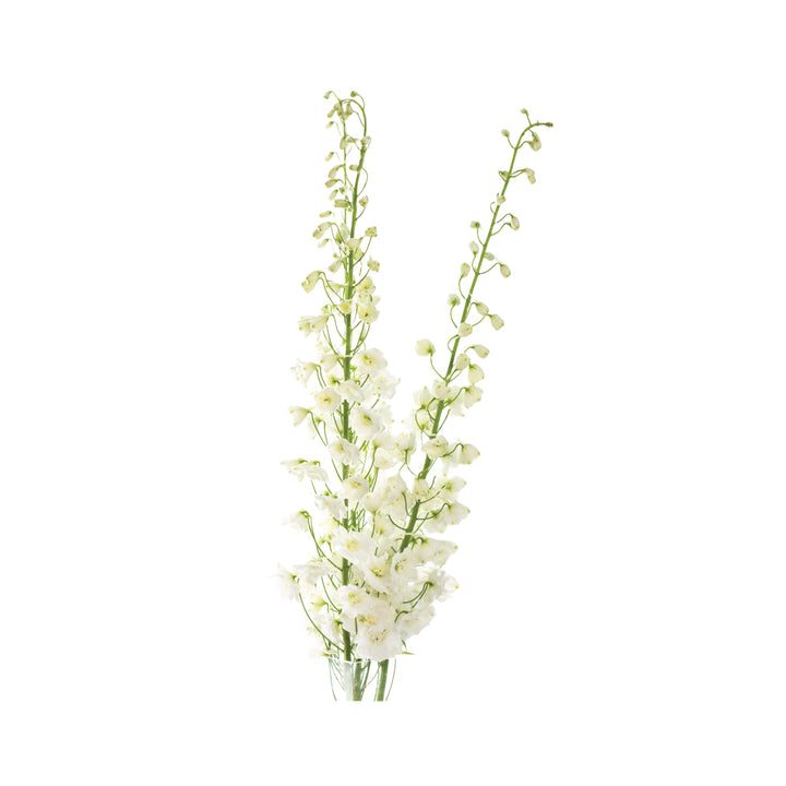 Delphinium Sea Waltz White • Asiri Blooms