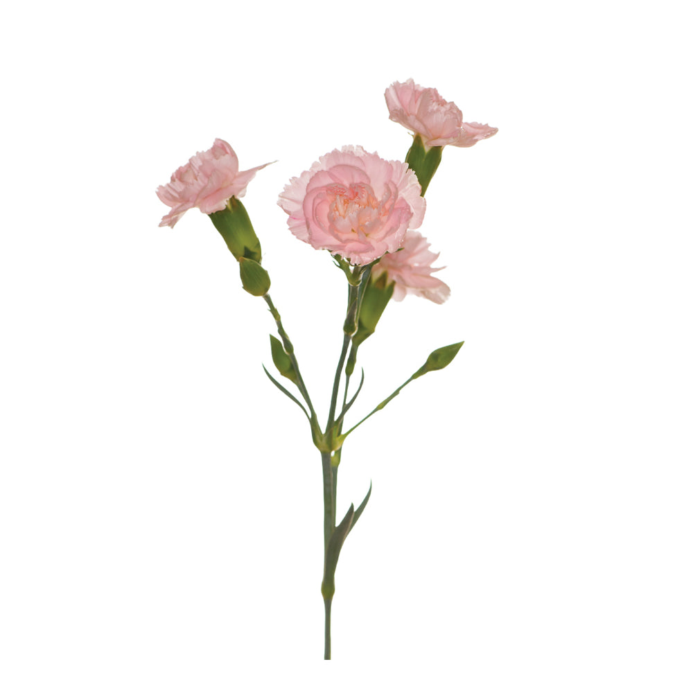 Dianthus Lillyput Pink • Asiri Blooms