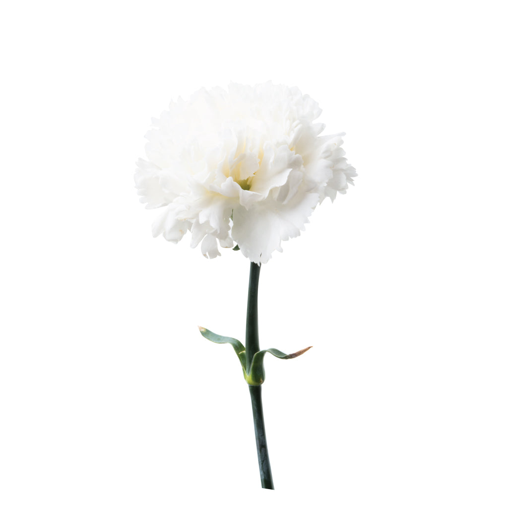 Dianthus Lillyput White • Asiri Blooms