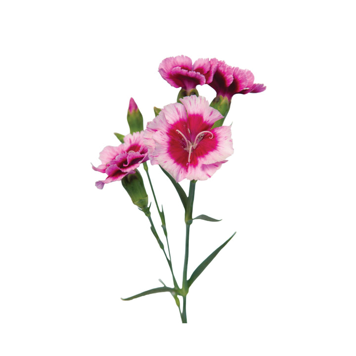 Dianthus Solomios Cream Pink • Asiri Blooms