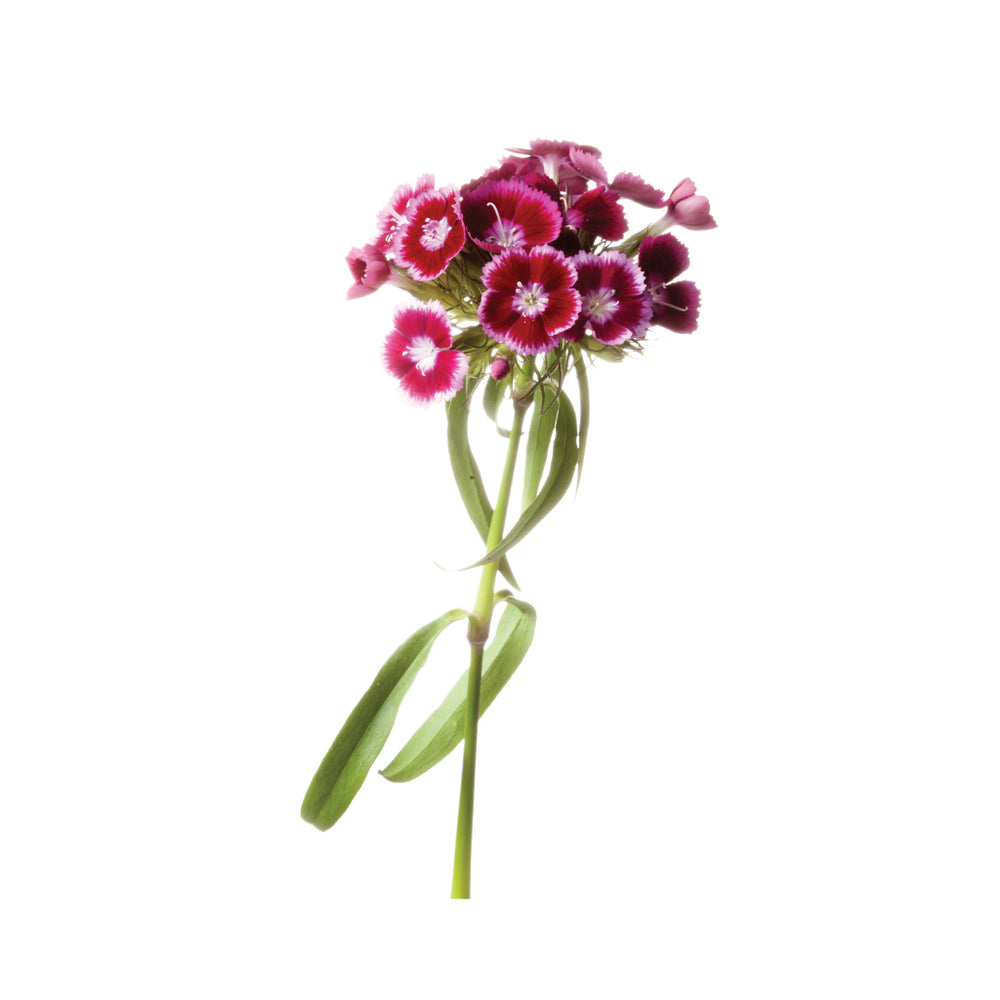 Dianthus Solomios Pink • Asiri Blooms