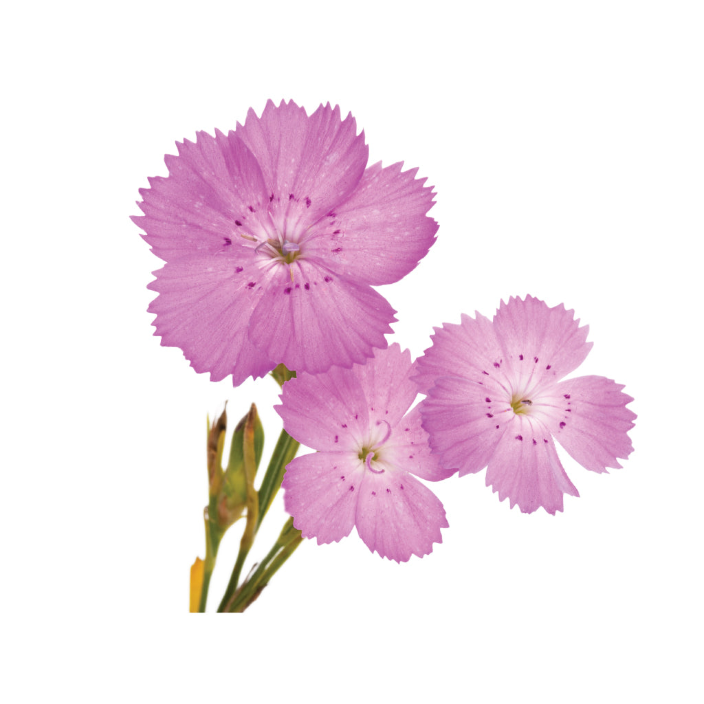 Dianthus Solomios Purple • Asiri Blooms
