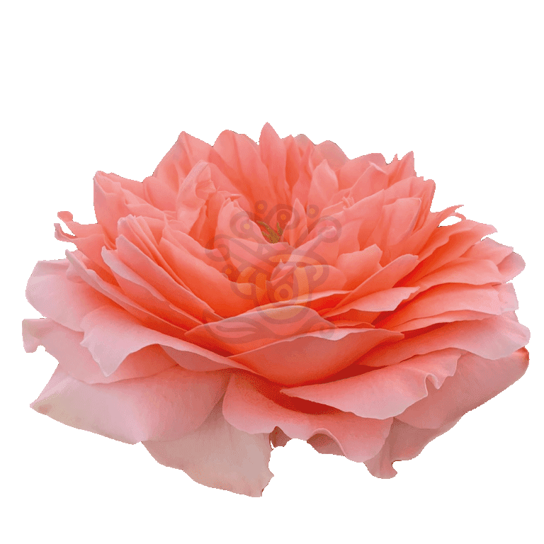 Dragon Fly Roses Peach 2