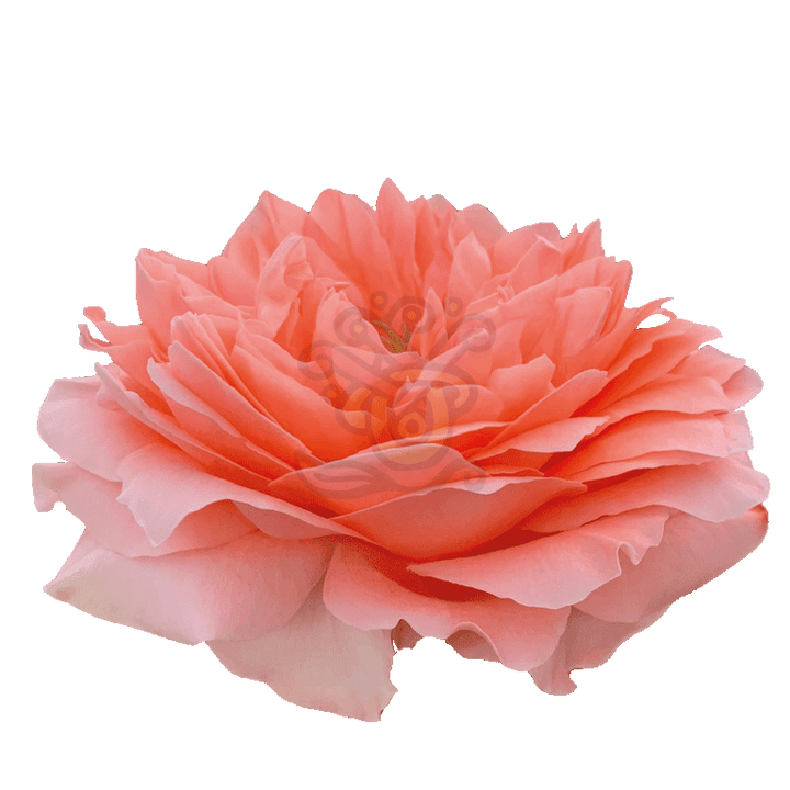 Dragon Fly Roses Peach 2