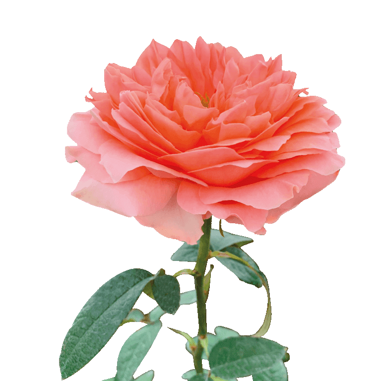 Dragon Fly Roses Peach 3
