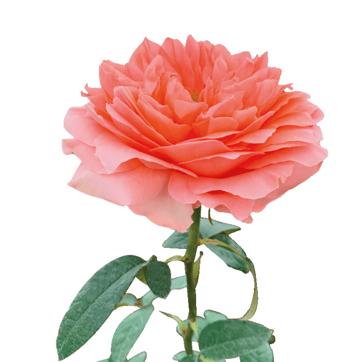 Dragon Fly Roses Peach 3